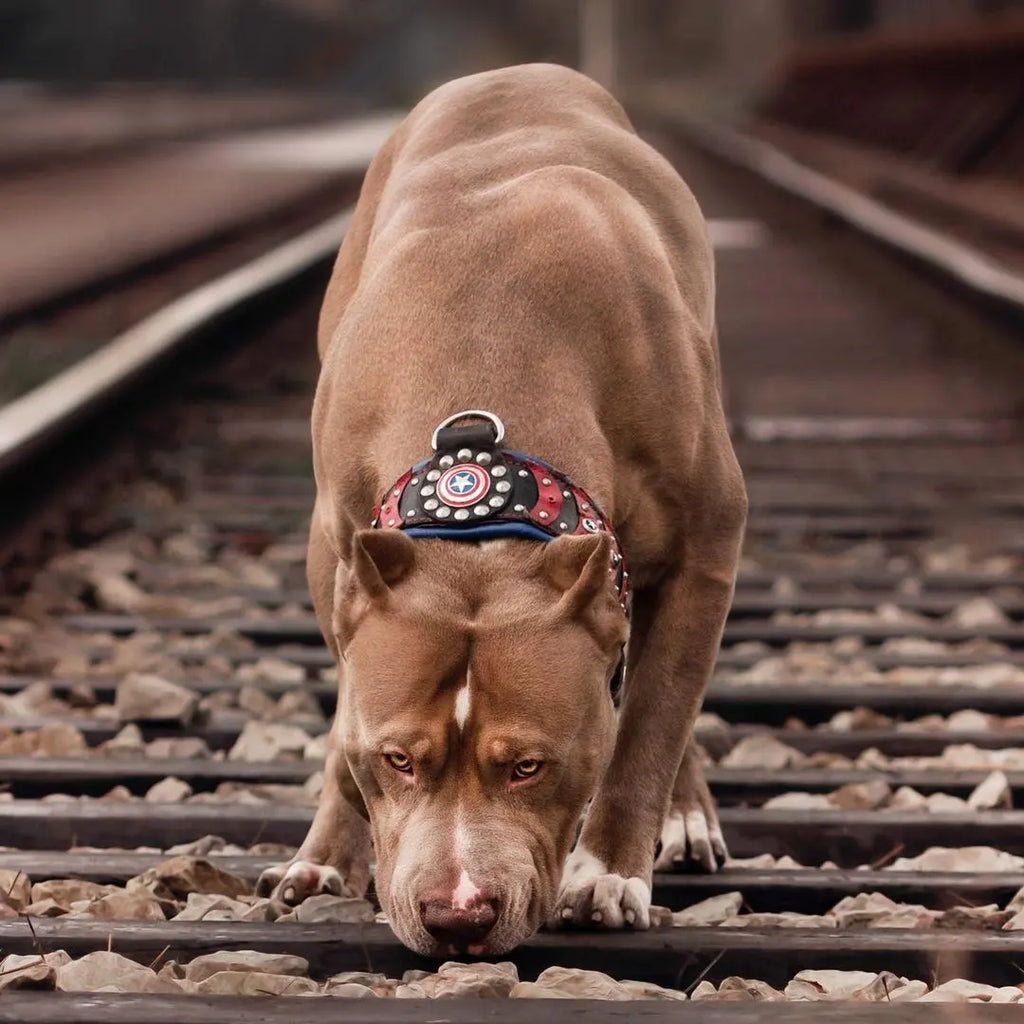 ''Captain A'' Collar