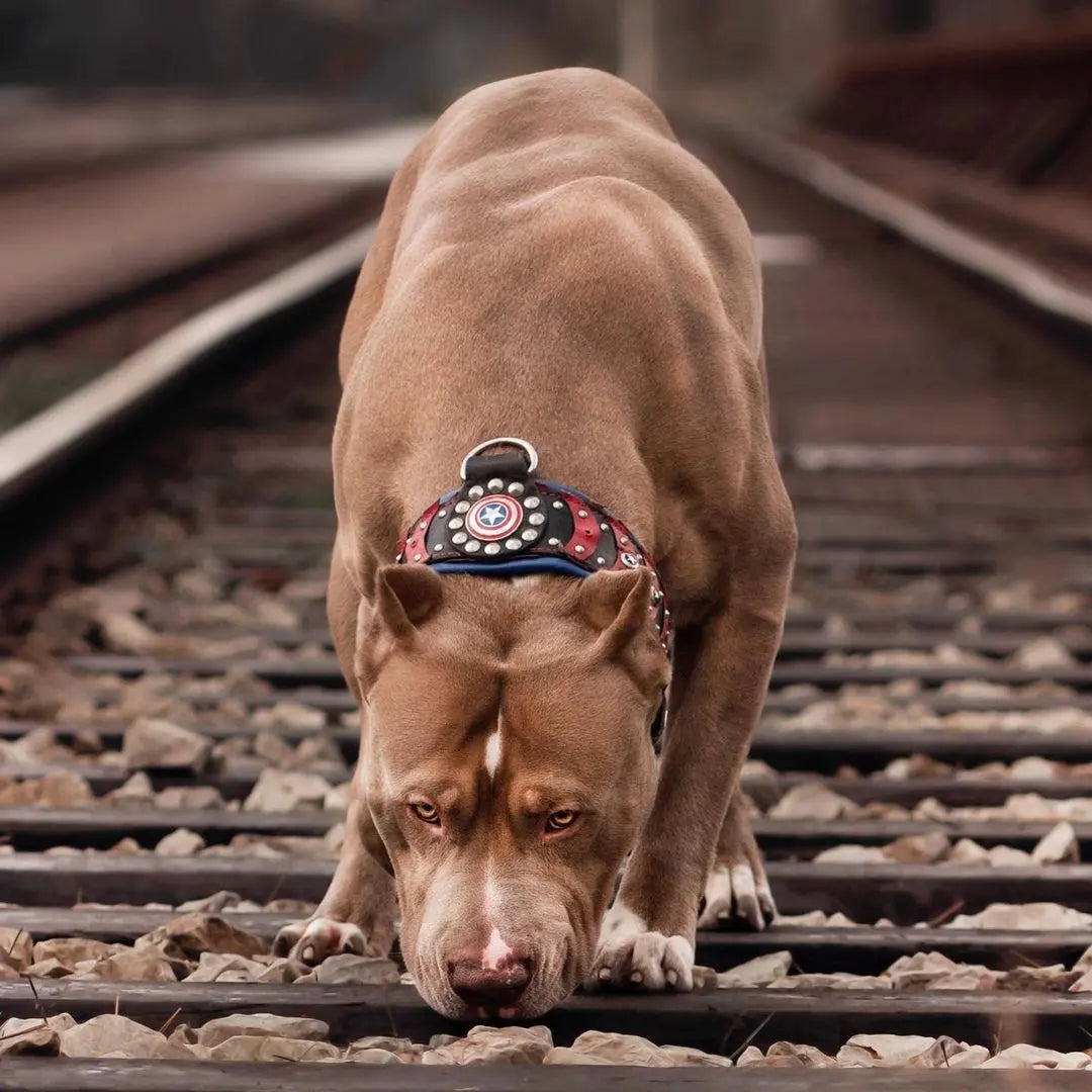 ''Captain A'' Collar